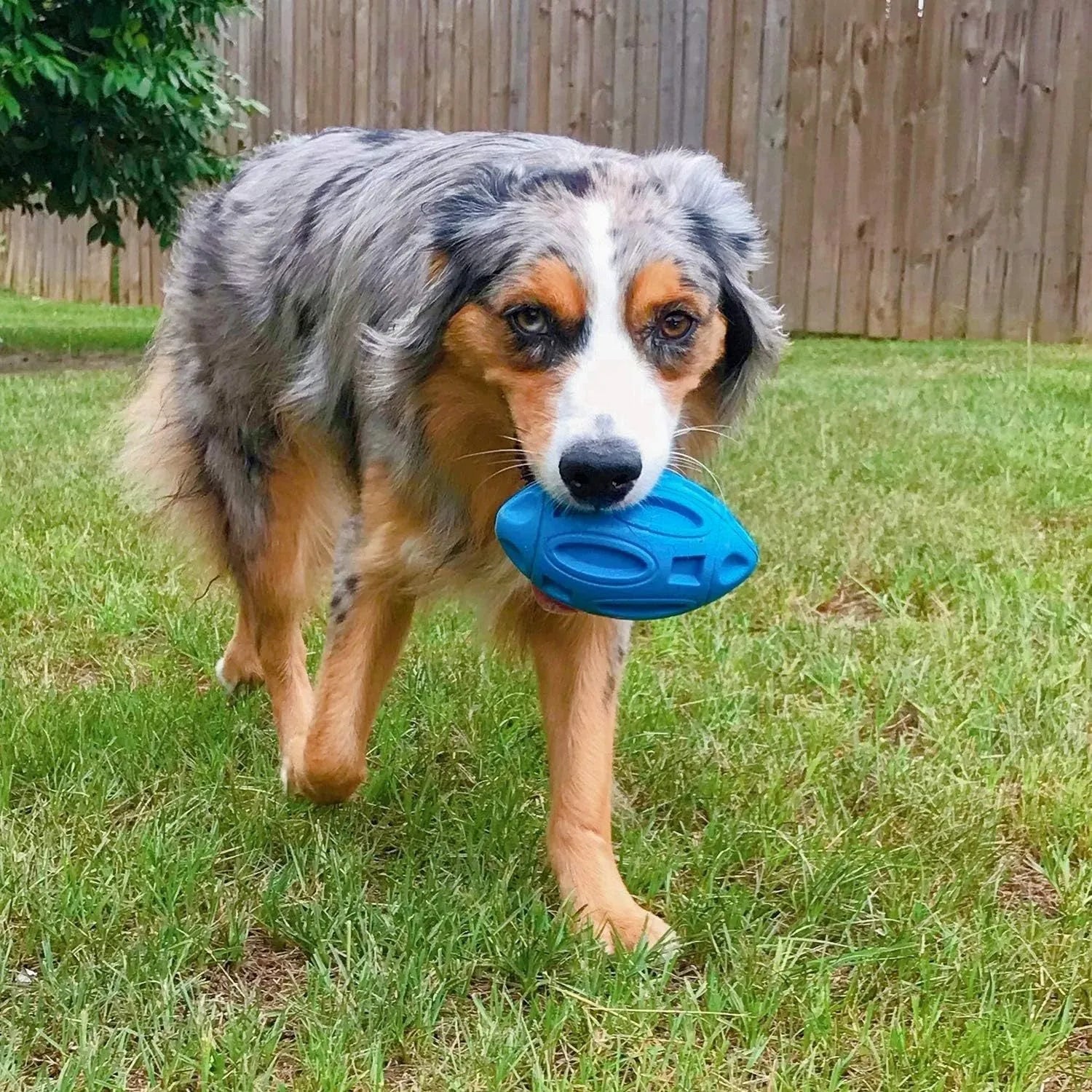 Blue green orange natural rubber squeaky dog chew ball with surface grooves for medium large breed dogs