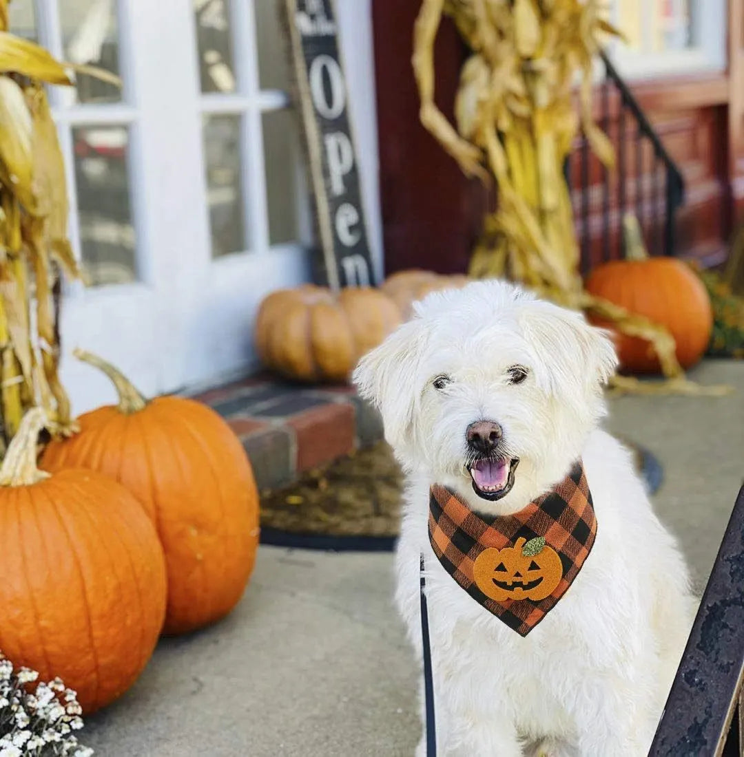 Orange Halloween dog bandana with pumpkin and skeleton felt appliques on plaid fabric