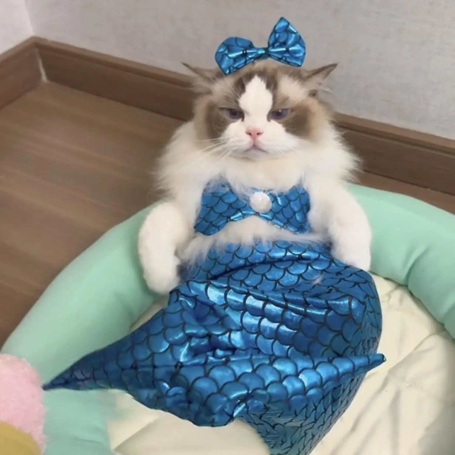 Blue pet mermaid costume with fishtail and elastic chest strap on a small cat