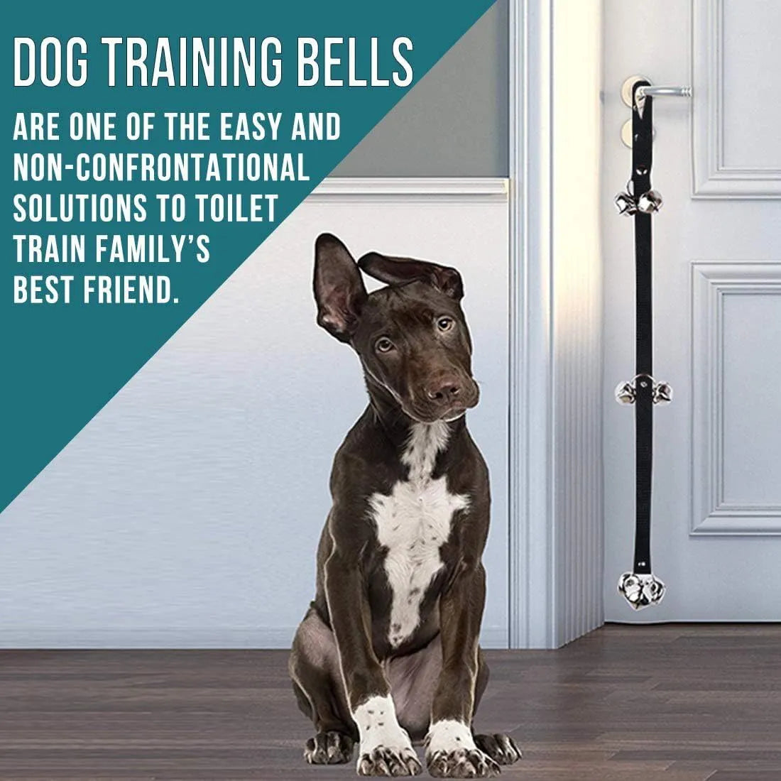 Seven large silver metal dog training bells hanging on an adjustable black nylon leash.