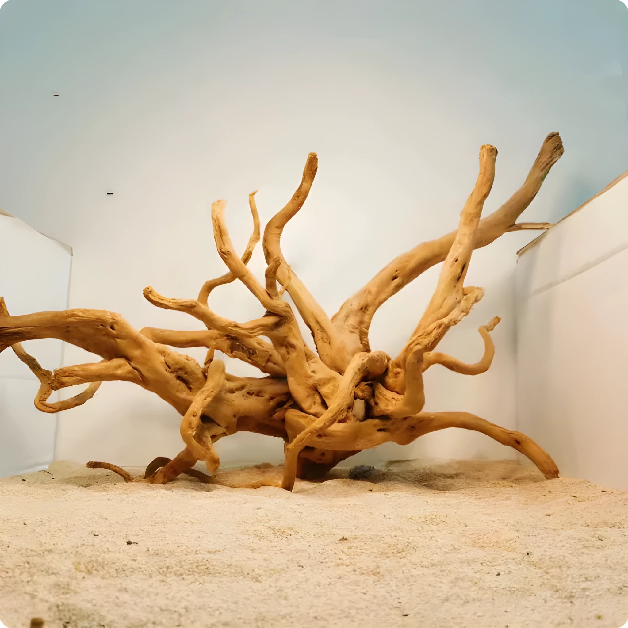 Xiaoqi root wood aquarium decoration ornament in natural wood colour