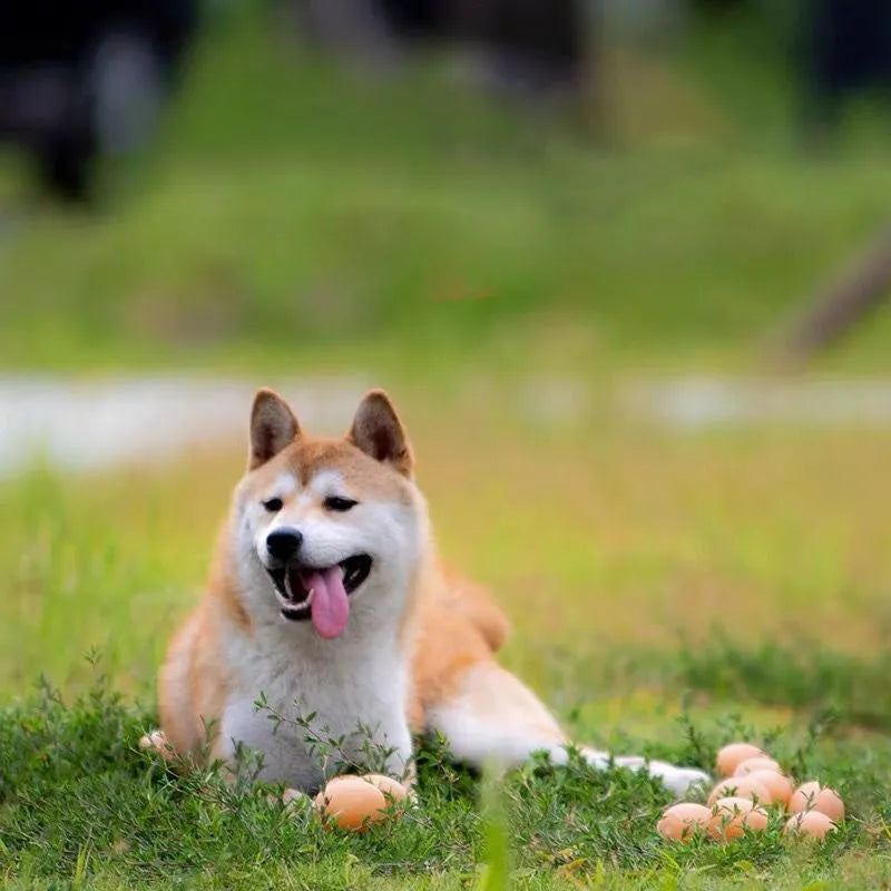 Simulation egg-shaped dog chew toy with squeaker sound for dental play
