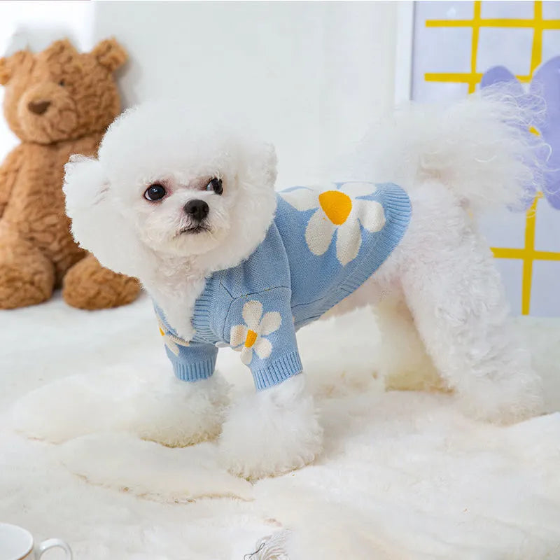 Small dog wearing blue knitted polyester jumper with weight-based sizing for autumn and winter