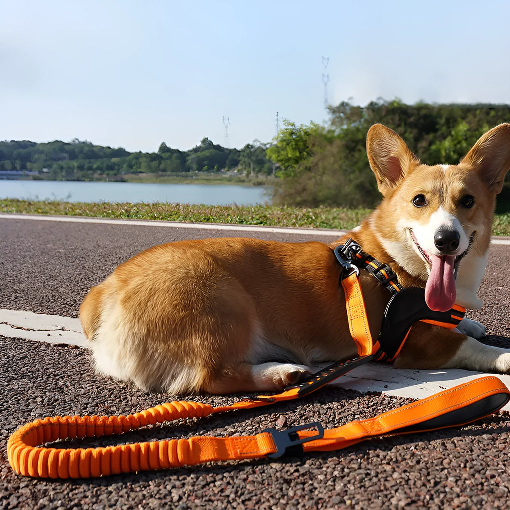 Pet hand holding rope buffer retractable reflective traction belt in black, khaki, or orange colours