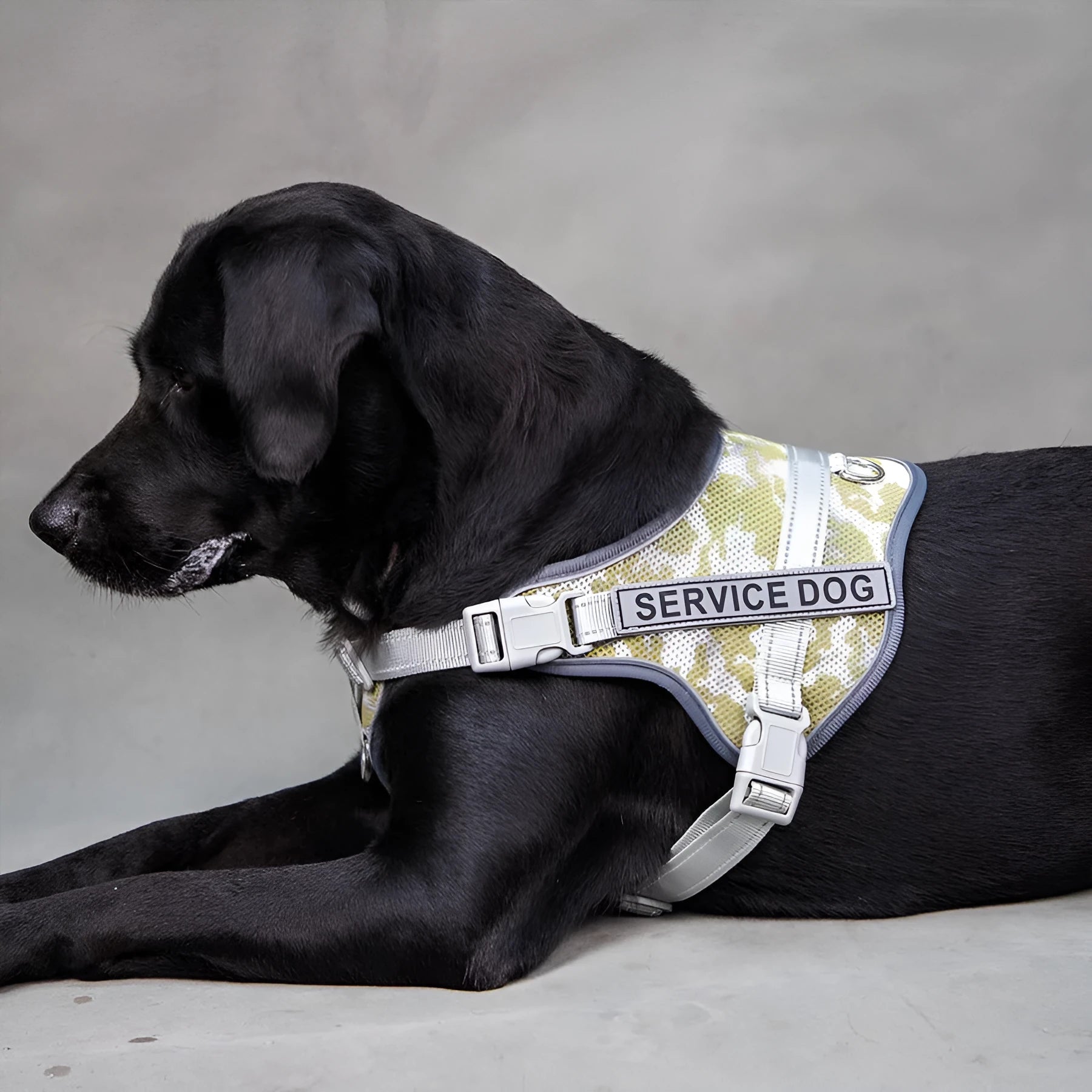 Colourful reflective dog harness with a neck protection ring on a model dog.