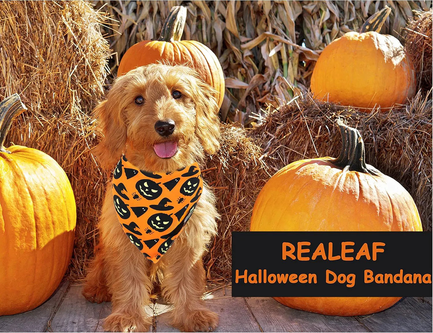 Black and orange reversible Halloween dog bandana with pumpkin and spider web patterns, shown on a dog's neck.