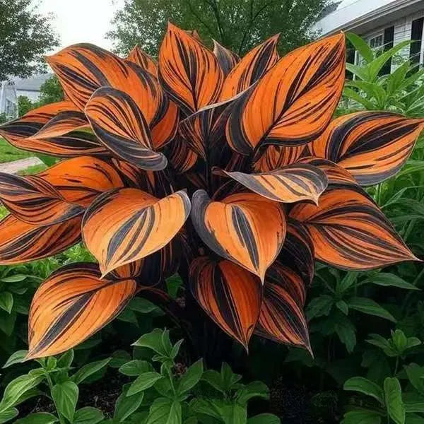 Coloured leaves jade barrettes potted flower seeds pack with 50 seeds in OPP packaging for home gardening