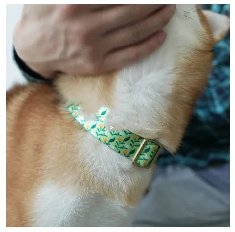 Flower patterned nylon pet collar in Hanada colour, showing adjustable fastening and floral design detail.