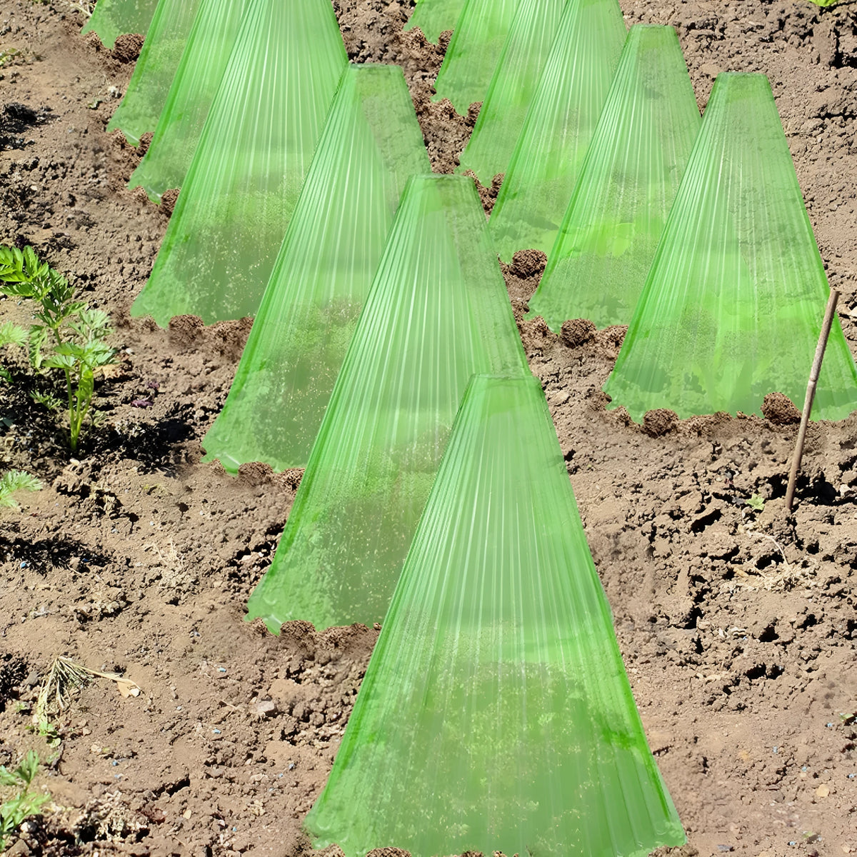 Reusable square plastic plant cover with ground stake for seedlings, shown in green or white bell jar style