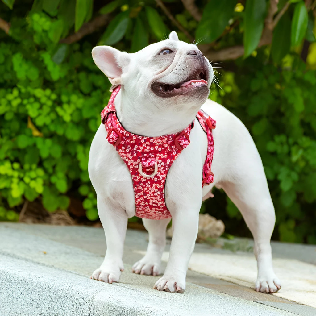 Floral pattern pet chest strap made from pure cotton with adjustable straps and metal buckles