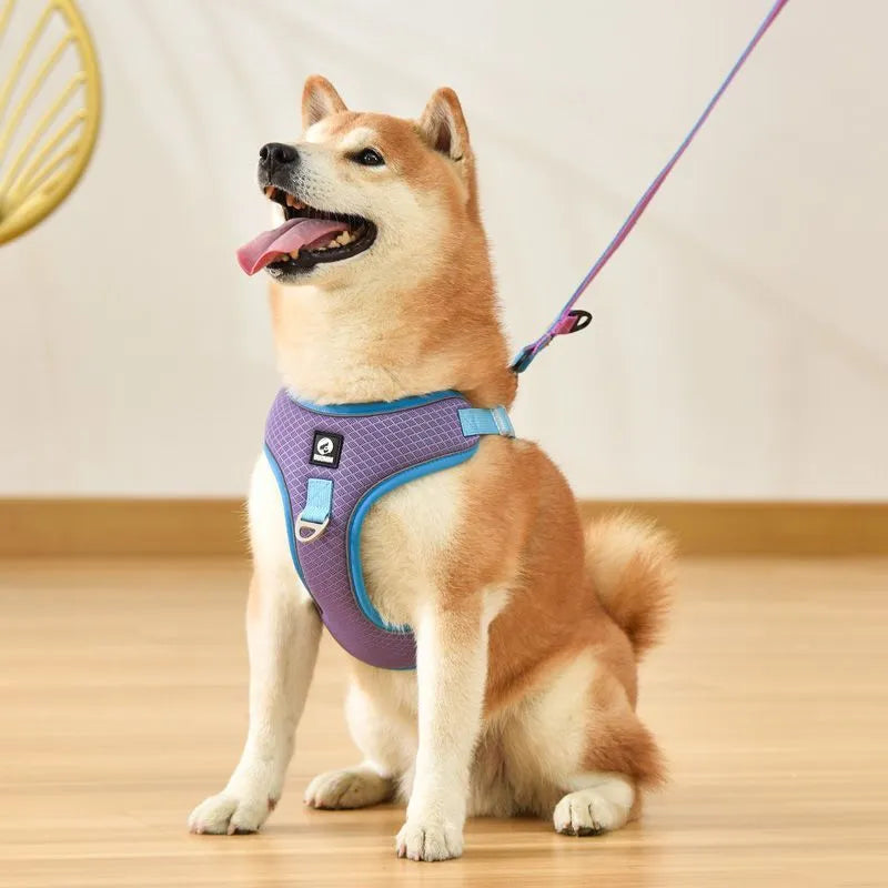 Adjustable mesh dog harness with reflective piping on small dog, showing chest and back straps