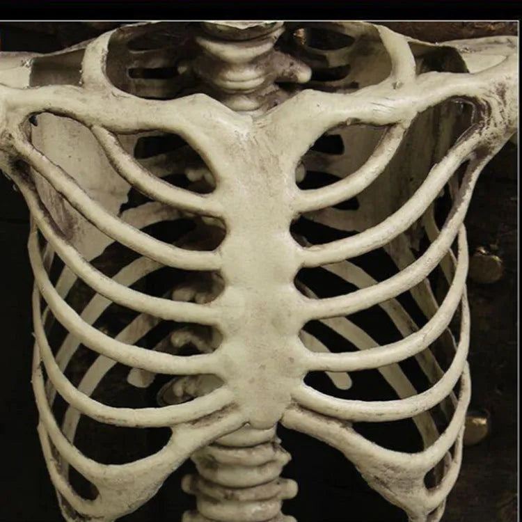 170cm white plastic skeleton model with articulated joints showing detailed anatomical bone structure