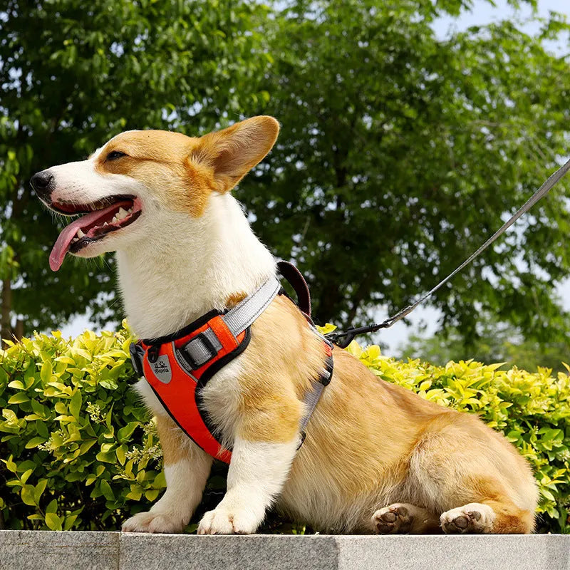Dog wearing orange polyester chest strap with attached hand holding rope
