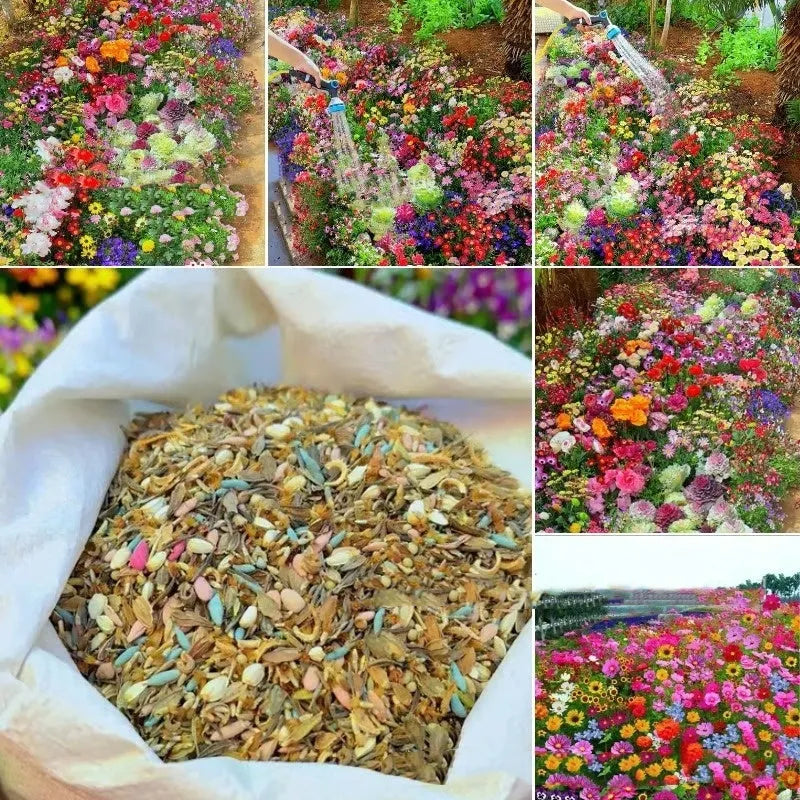 Purpleflower Holly Leaf mixed wildflower seeds packet showing cold-resistant drought-resistant garden seeds