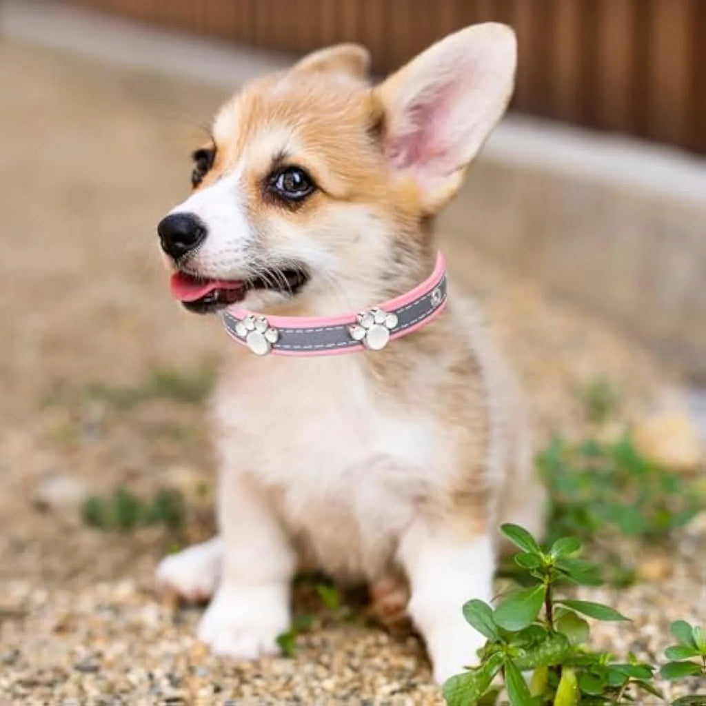 Reflective adjustable dog collar with decorative paw rivet on soft PU leather