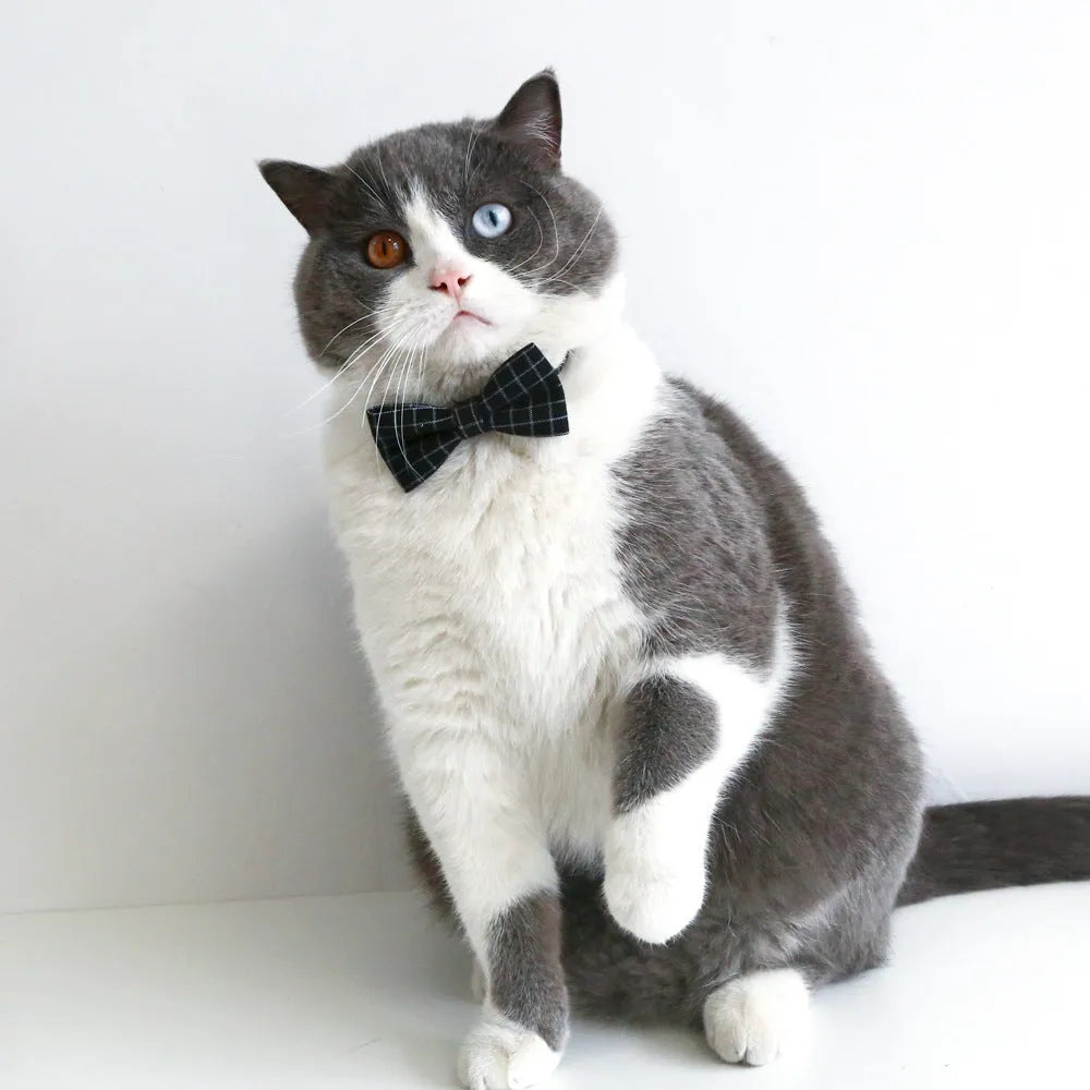 Pet wearing elastic hair band and woolen felt bow tie in British style for weddings or carnivals