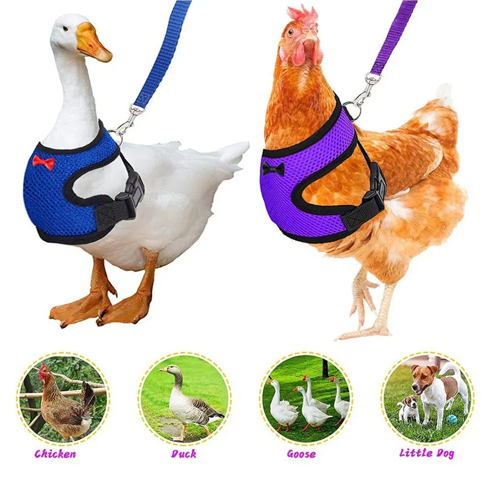 Pet chicken vest harness and belt collar set with traction rope for poultry handling in multiple colours and sizes