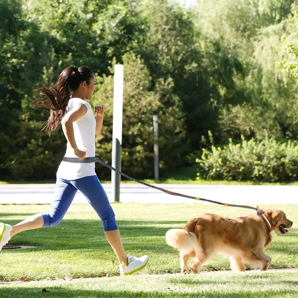 Adjustable nylon dog leash in fluorescent green, orange, and light blue, one size, for walking and jogging