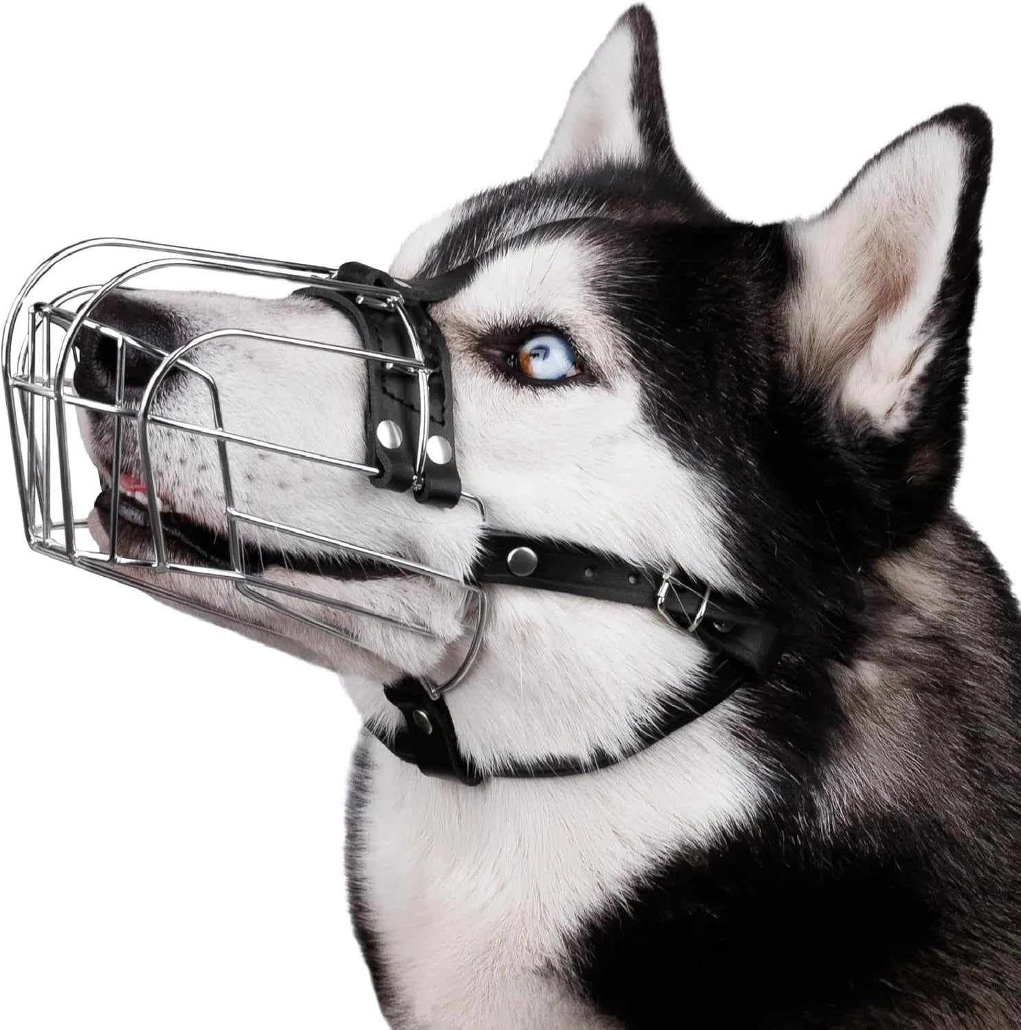 Metal dog mouth cover designed specifically for golden retrievers and German shepherds