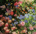 Purpleflower Holly Leaf mixed wildflower seeds packet showing cold-resistant drought-resistant garden seeds