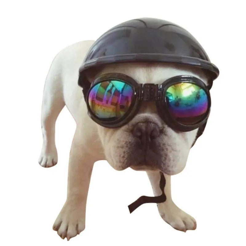 Small dog wearing a solid colour plastic motorcycle-style cap in a Japanese or Korean pet fashion style.