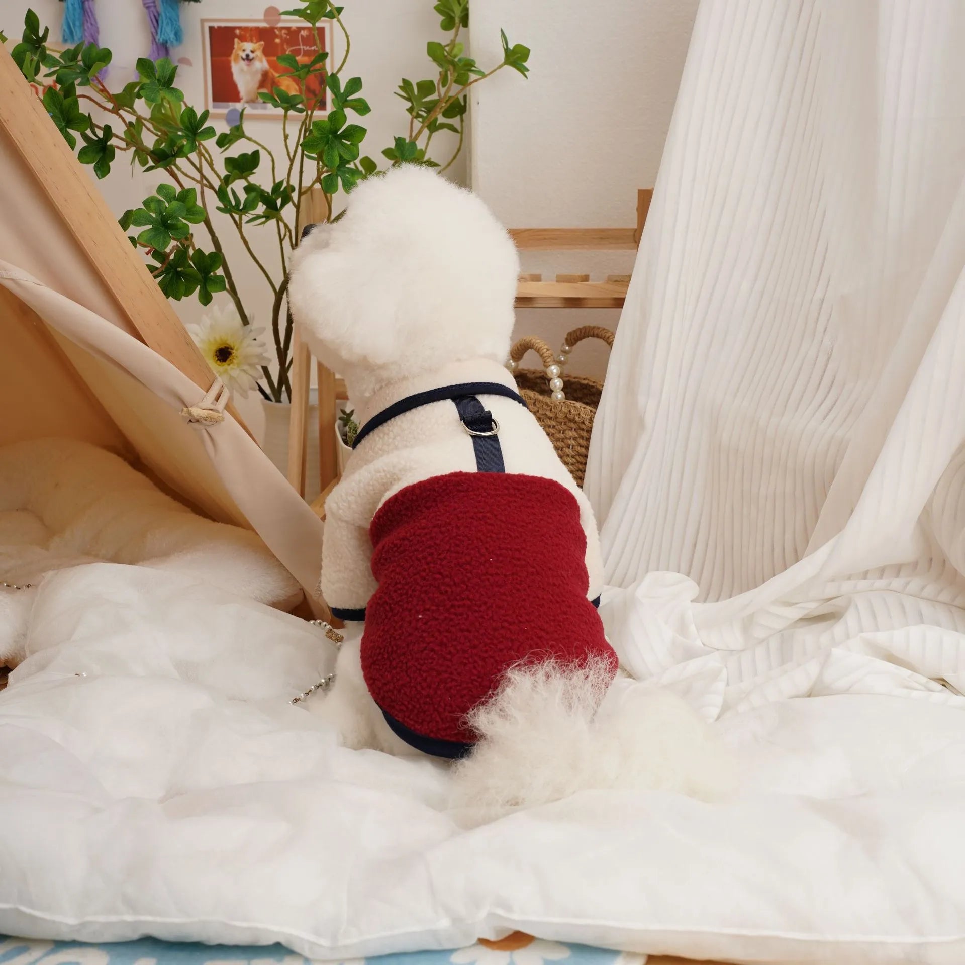 Dog wearing a caramel-coloured lambswool berber fleece sweatshirt for autumn and winter.