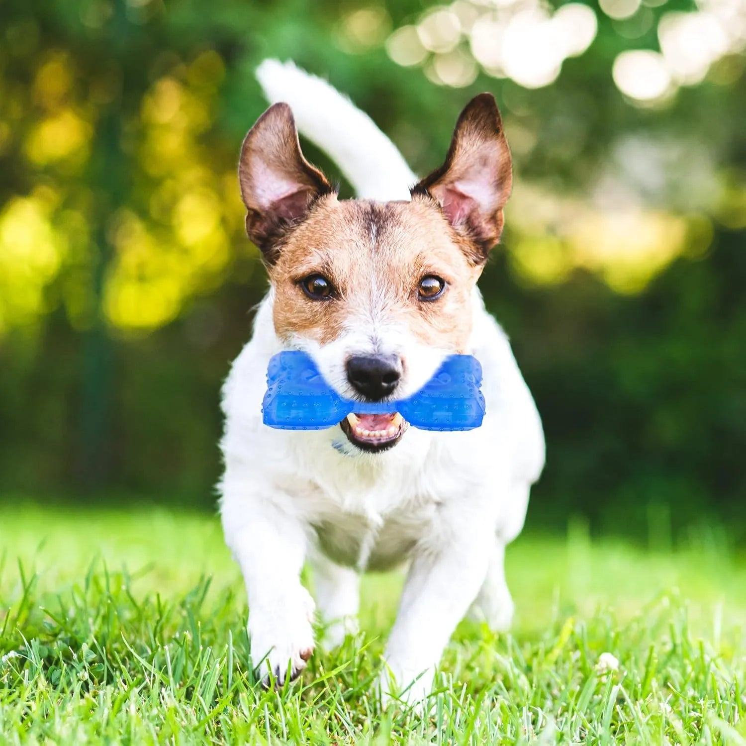 Freezable dog teething cooling chew toy with treat compartment in Bones and Circles shapes