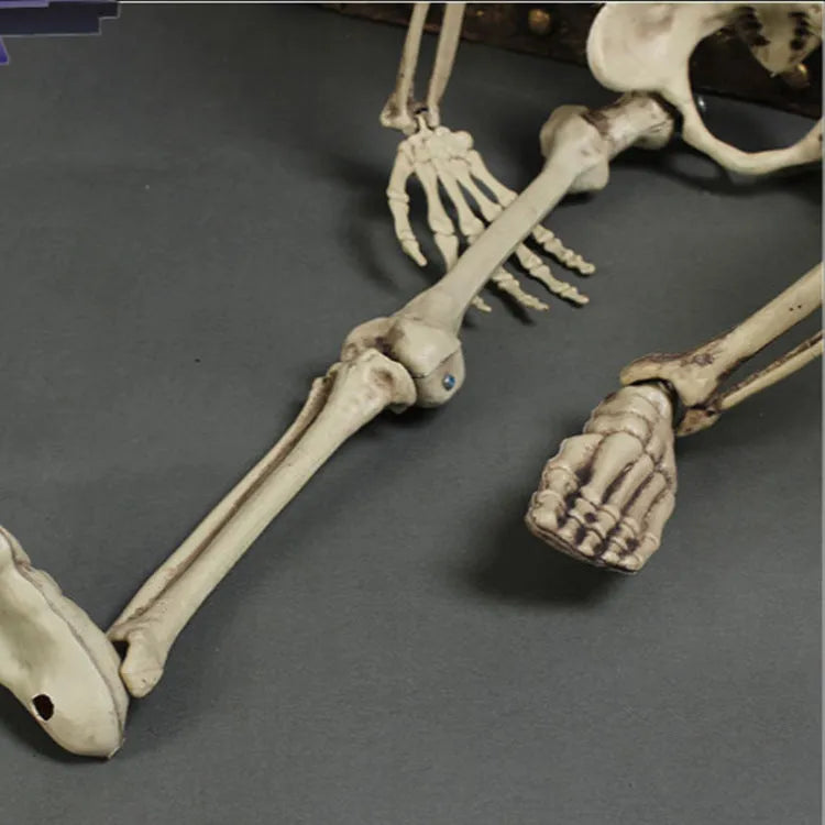 170cm white plastic skeleton model with articulated joints showing detailed anatomical bone structure