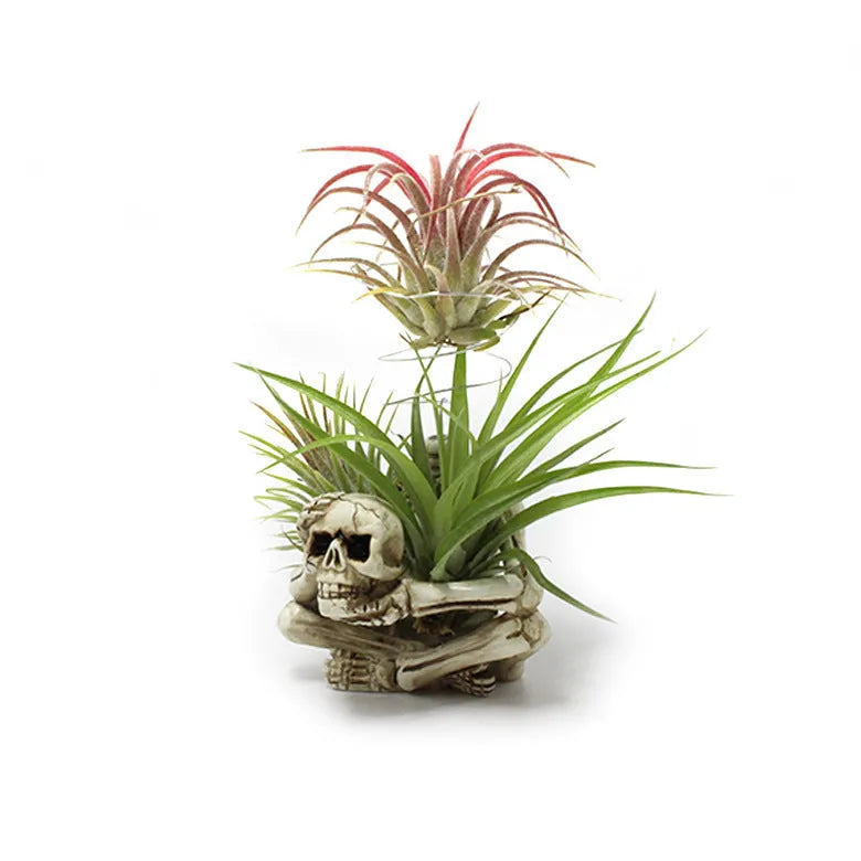 Tillandsia bracket with skull Gothic design in resin, measuring 7x8x12.5cm, featuring breathable soilless plant support