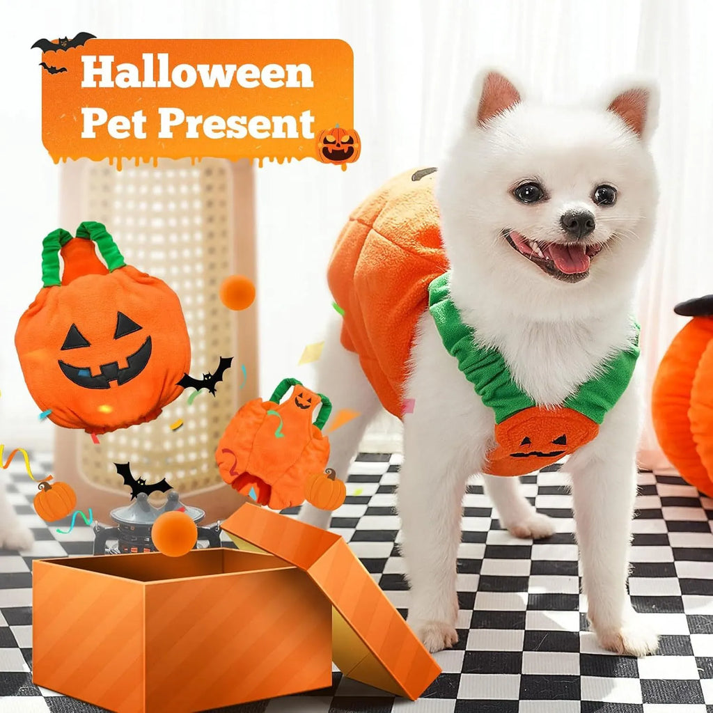 Orange plush pumpkin costume on a small dog for Halloween