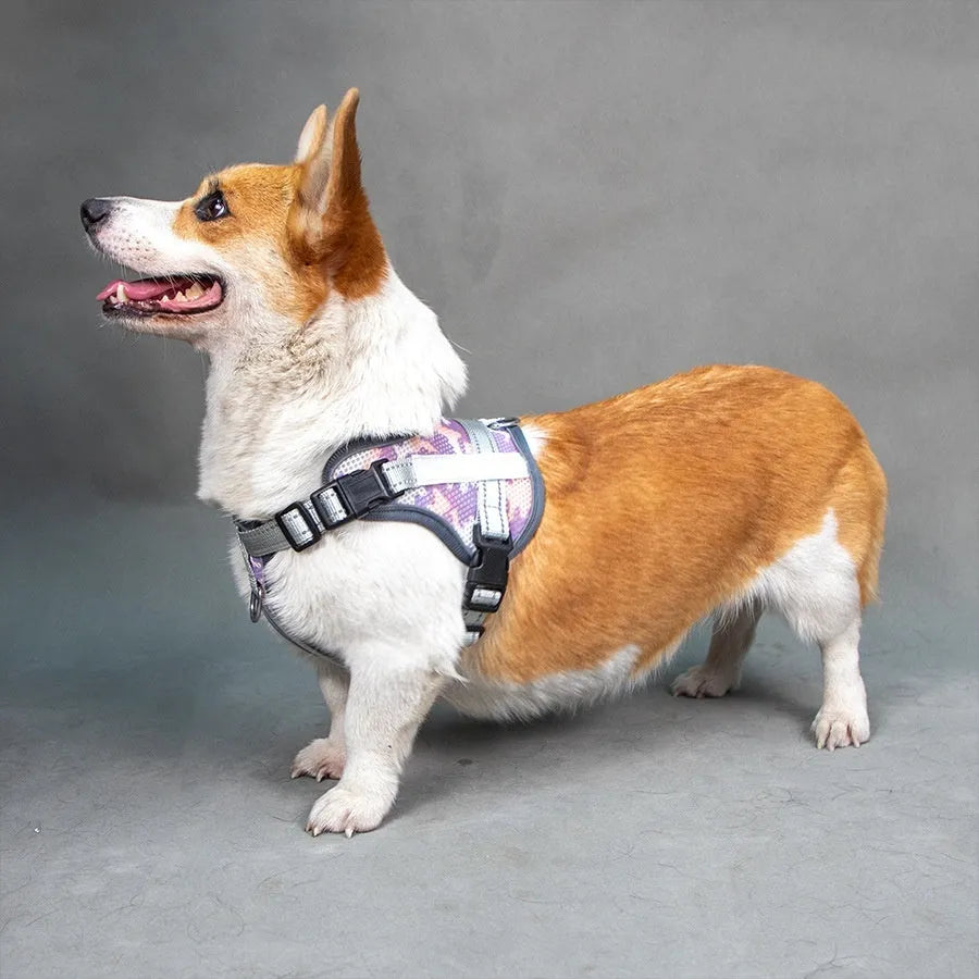 Colourful reflective dog harness with a neck protection ring on a model dog.