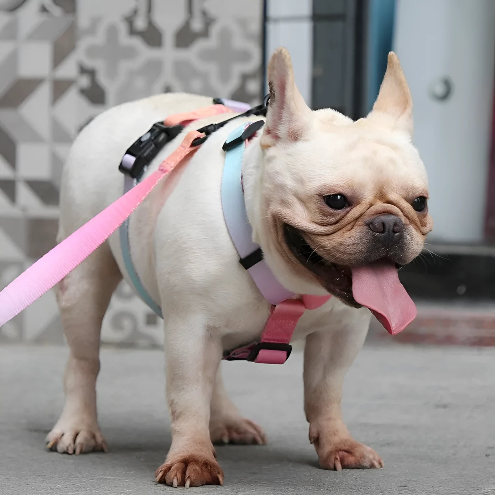 Gradient colour polyester dog chest strap harness in four colourful designs