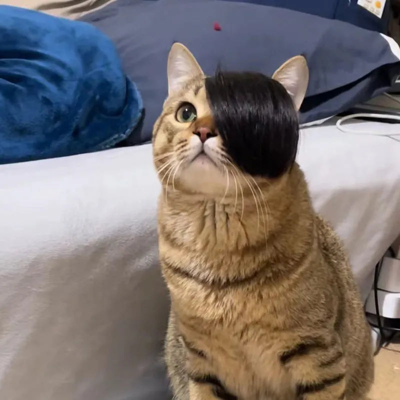 Black imitation braid pet wig for cats on a feline model, showing lightweight polyester construction