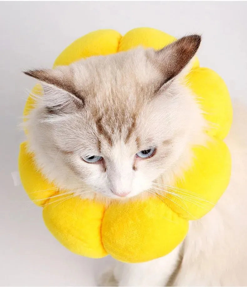 Soft cotton pet recovery collar with sunflower print, shown on a cat, featuring an adjustable band.