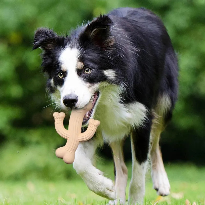 Beige, blue, or purple cactus-shaped dog chew toy made from bamboo fibre and rubber shown in small and large sizes.