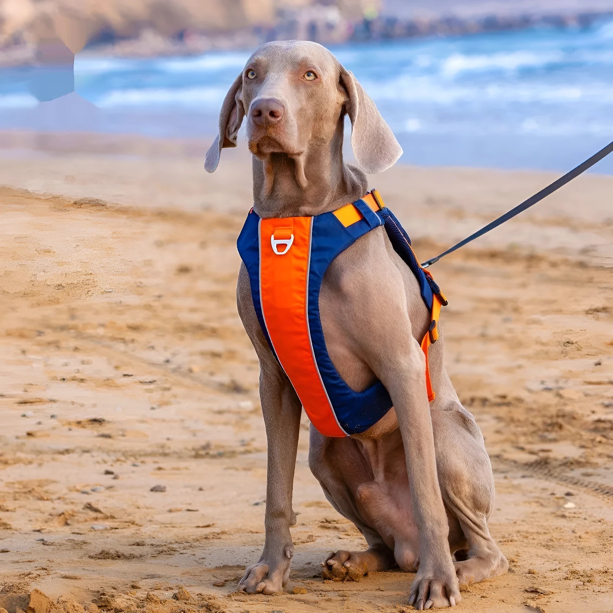 Nylon dog chest strap vest harness in orange-blue colour with adjustable rope design