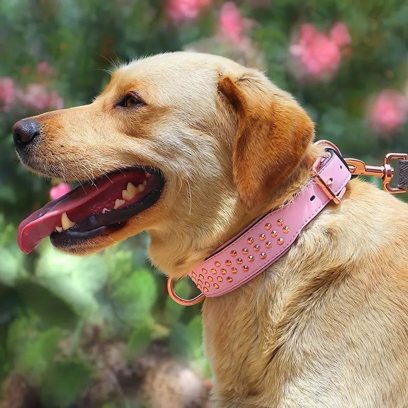 Leather dog collar with anti-bite rivets in black, chocolate, or pink colour, sizes L and XL