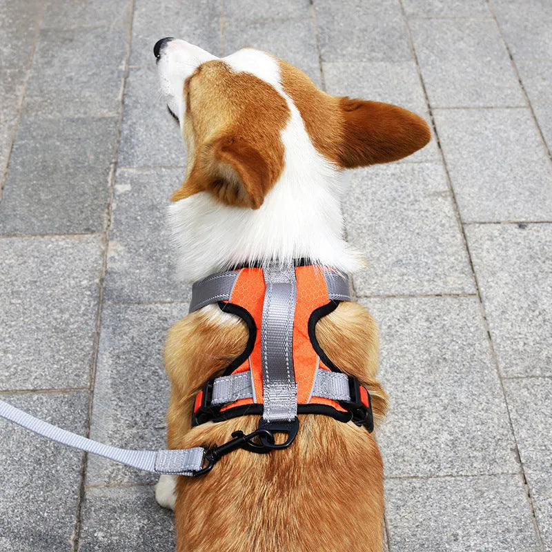 Dog wearing orange polyester chest strap with attached hand holding rope