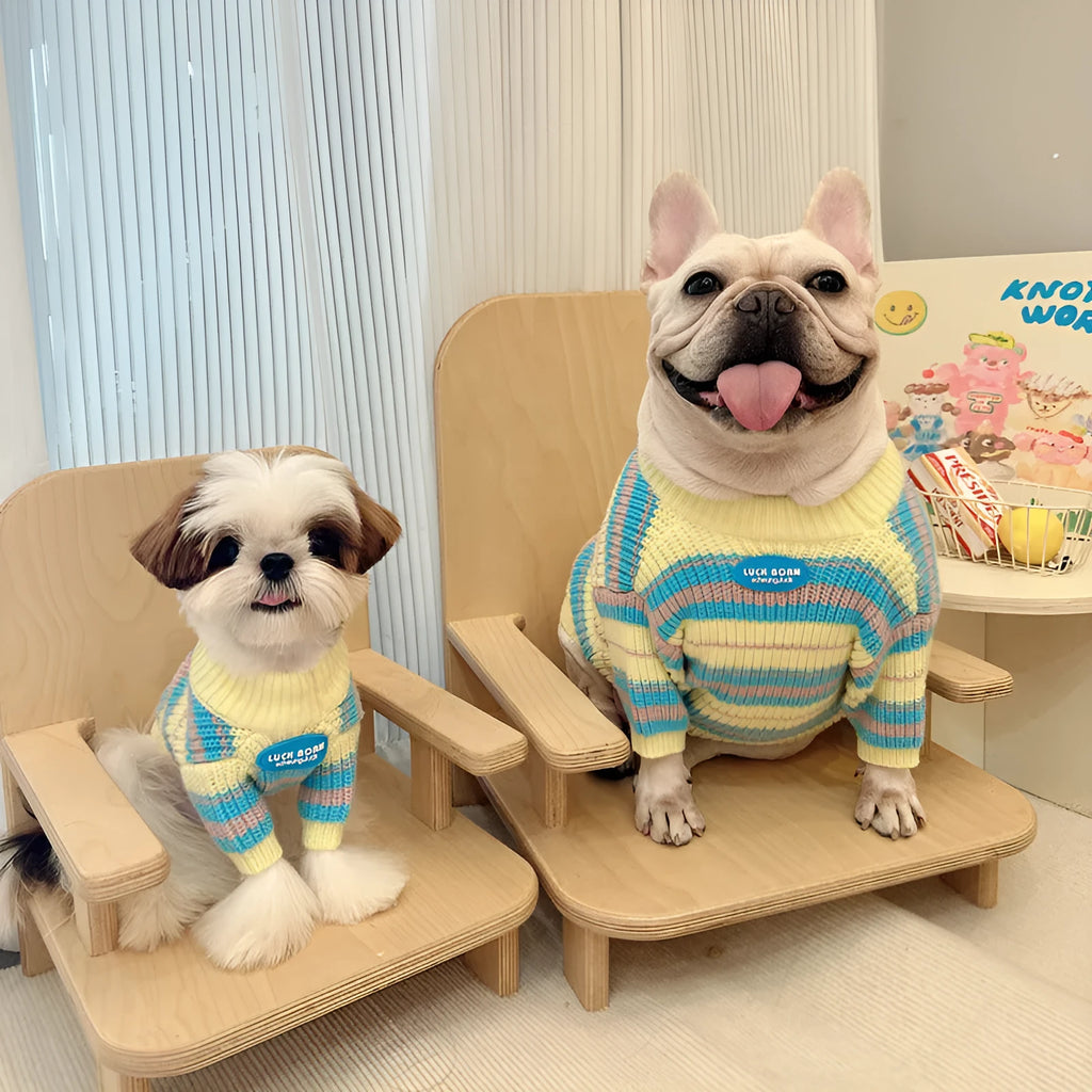 Blue and yellow striped wool sweater for small dogs on a white background
