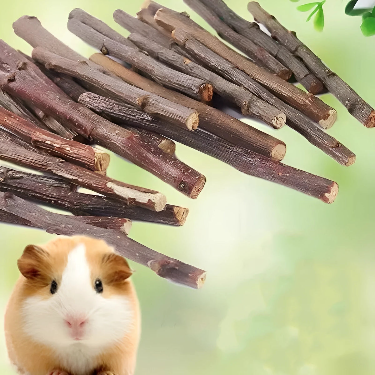 Dried apple branches 100g for rabbit, chinchilla and hamster teeth cleansing, each branch 10-13cm long
