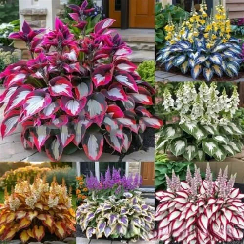 Coloured leaves jade barrettes potted flower seeds pack with 50 seeds in OPP packaging for home gardening