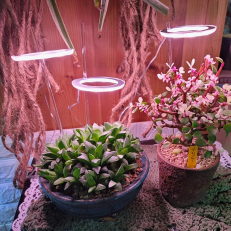 Angel ring shaped USB LED full spectrum grow light for indoor potted plants on a desk.