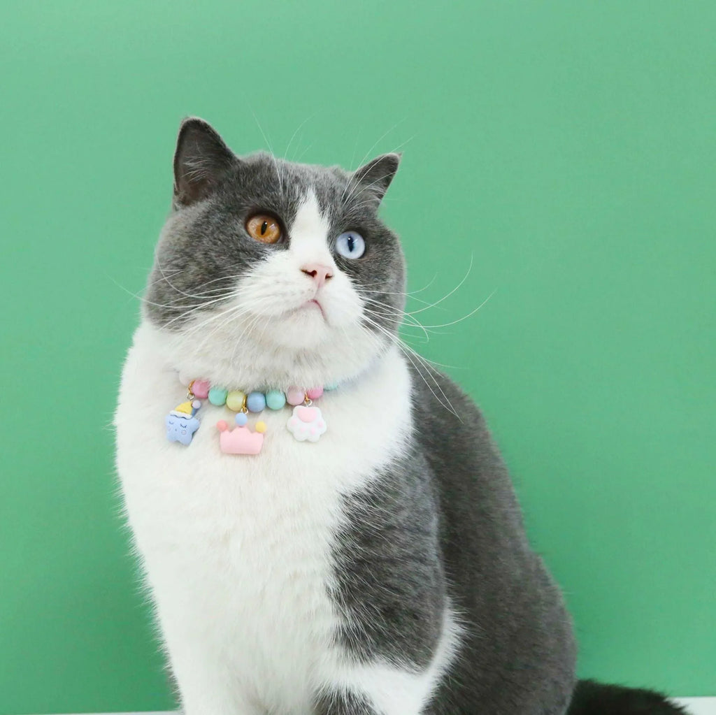 Macaron-coloured resin pet collar with adjustable sizing on a small dog, showing glossy finish and bracelet accessory.