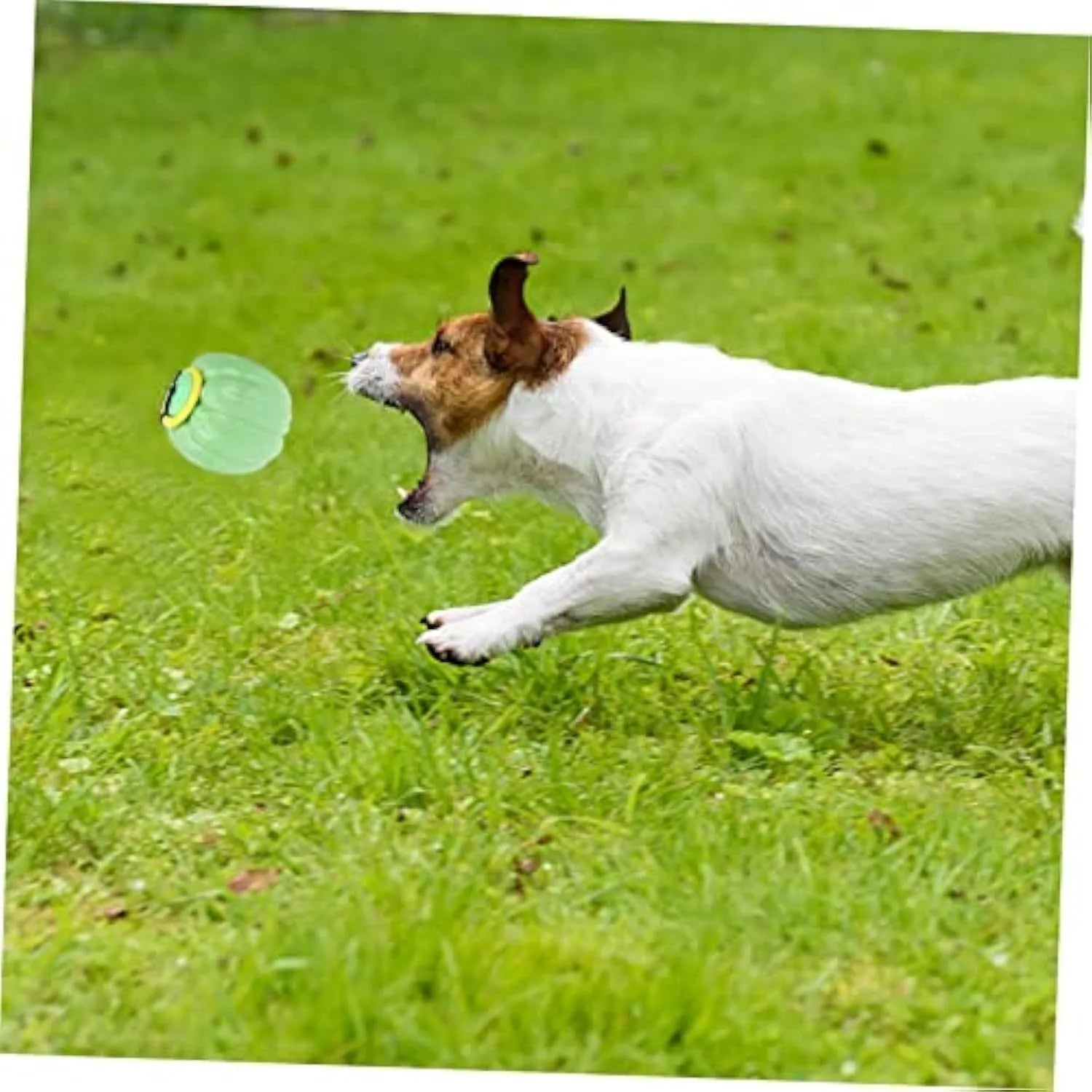 Green, orange, and yellow pumpkin-shaped dog ball toy with squeaker for small breeds, measuring 69x68x68mm