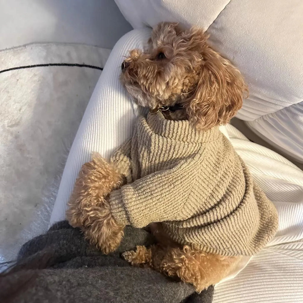 Brown cloth sweater for small dog on white background showing pullover design and casual style