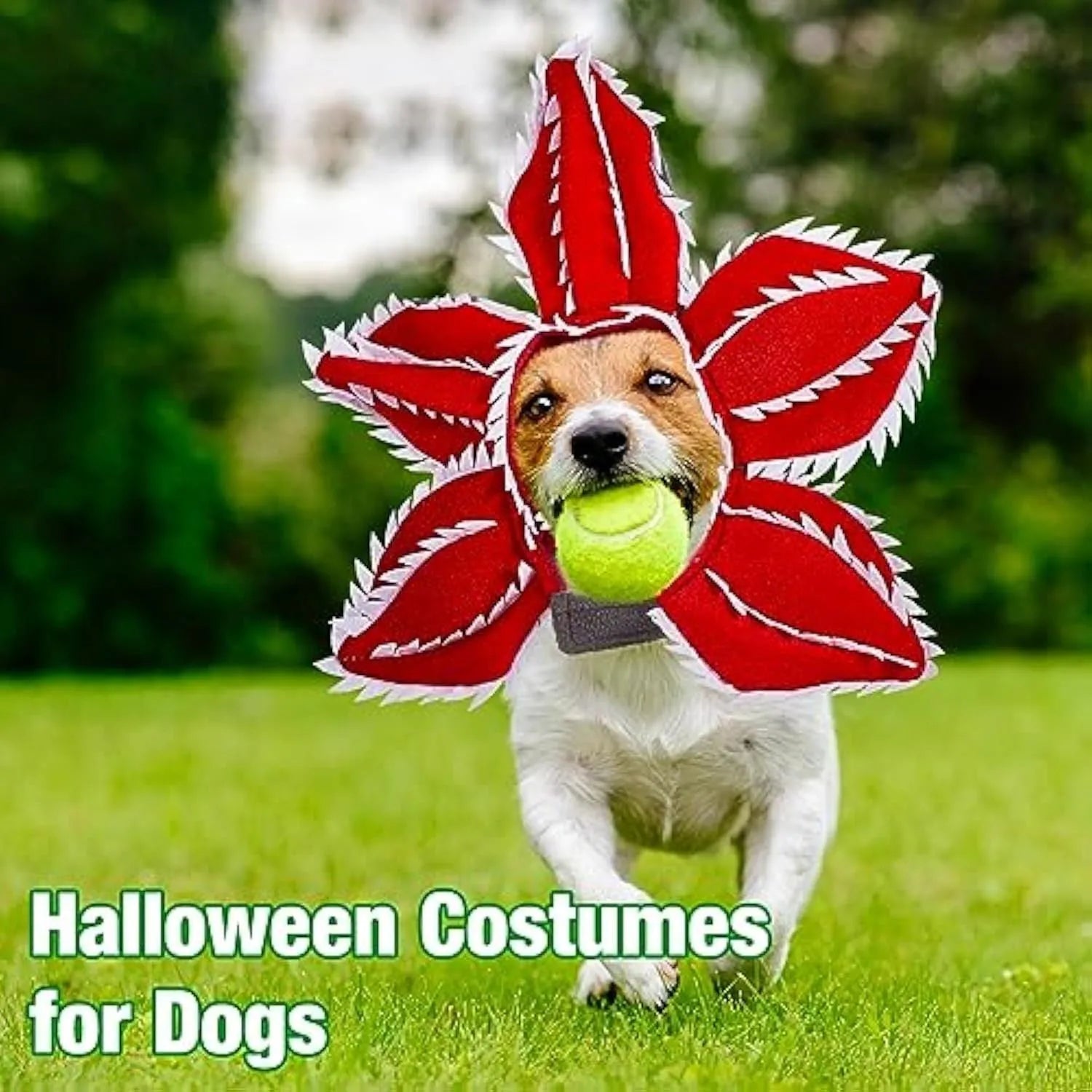 Dog wearing Halloween demon hat costume with headband and flower accessory