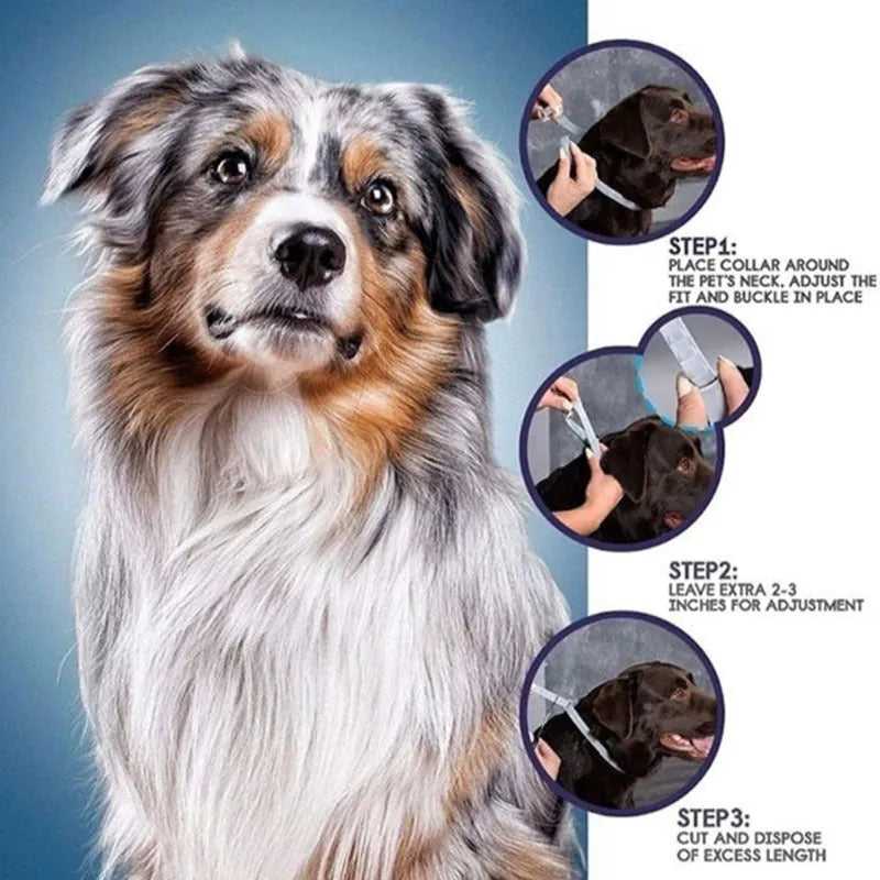 Rainbow-coloured plastic flea and anti-lice collar for cats and dogs, showing 38cm and 62cm size options.