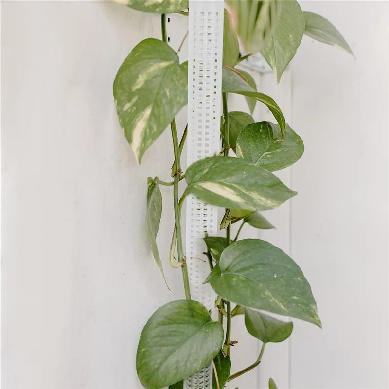 White PP plant climbing posts, 50cm x 3cm, for supporting climbing vines and potted plants indoors and outdoors