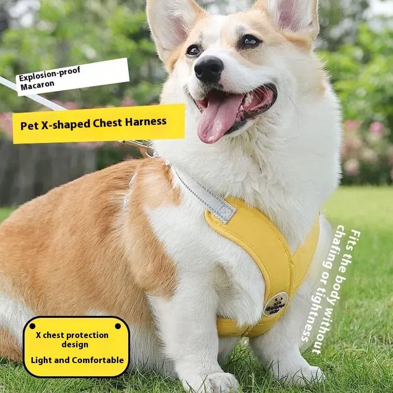 Adjustable dog vest with hand holding rope in blue colour, showing quick-release buckles and padded chest plate