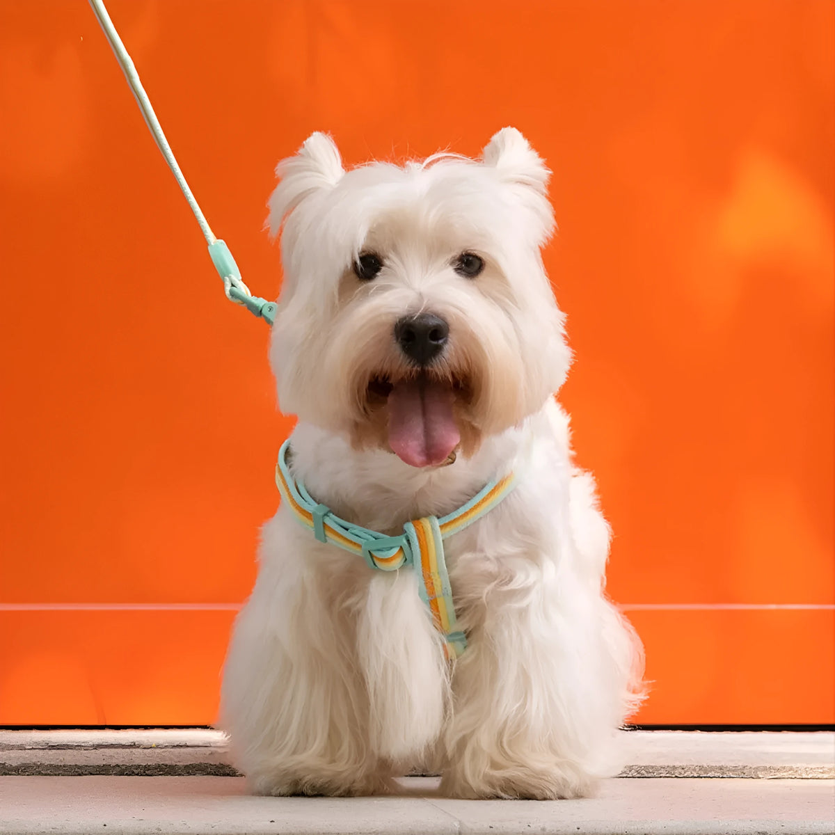 Retro record style dog vest set with collar and hand holding rope in various colours for small medium dogs.